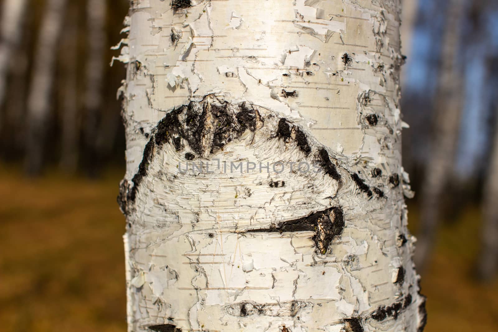 Bark of a birch tree backdrop close up, background from natural material, white crust with black stripes. Autumn forest.