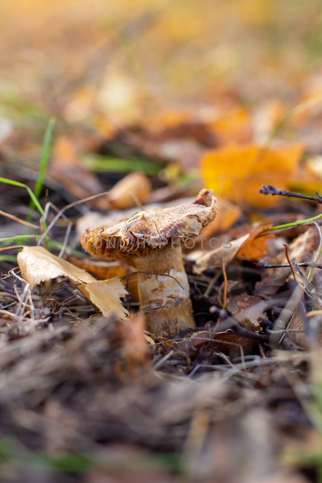 Mushroom in leaves in the forest in autumn.  by AnatoliiFoto