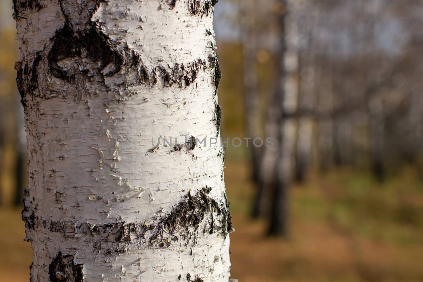 Bark of a birch tree backdrop close up, background from natural material, white crust with black stripes. Autumn forest.
