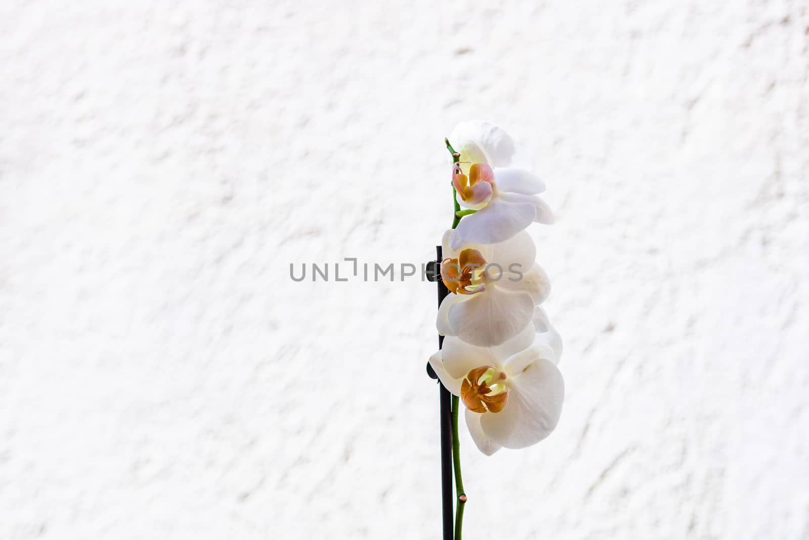 Beautiful delicate Phalaenopsis orchid flowers , detail and close up photo.