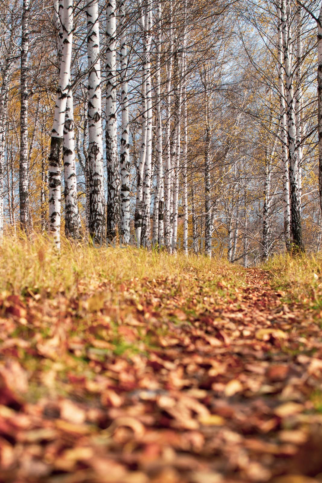 Birch grove in Golden sunlight on a clear day. Path between the trees. Trunks with white bark and yellow leaves. Natural forest landscape in early autumn. 