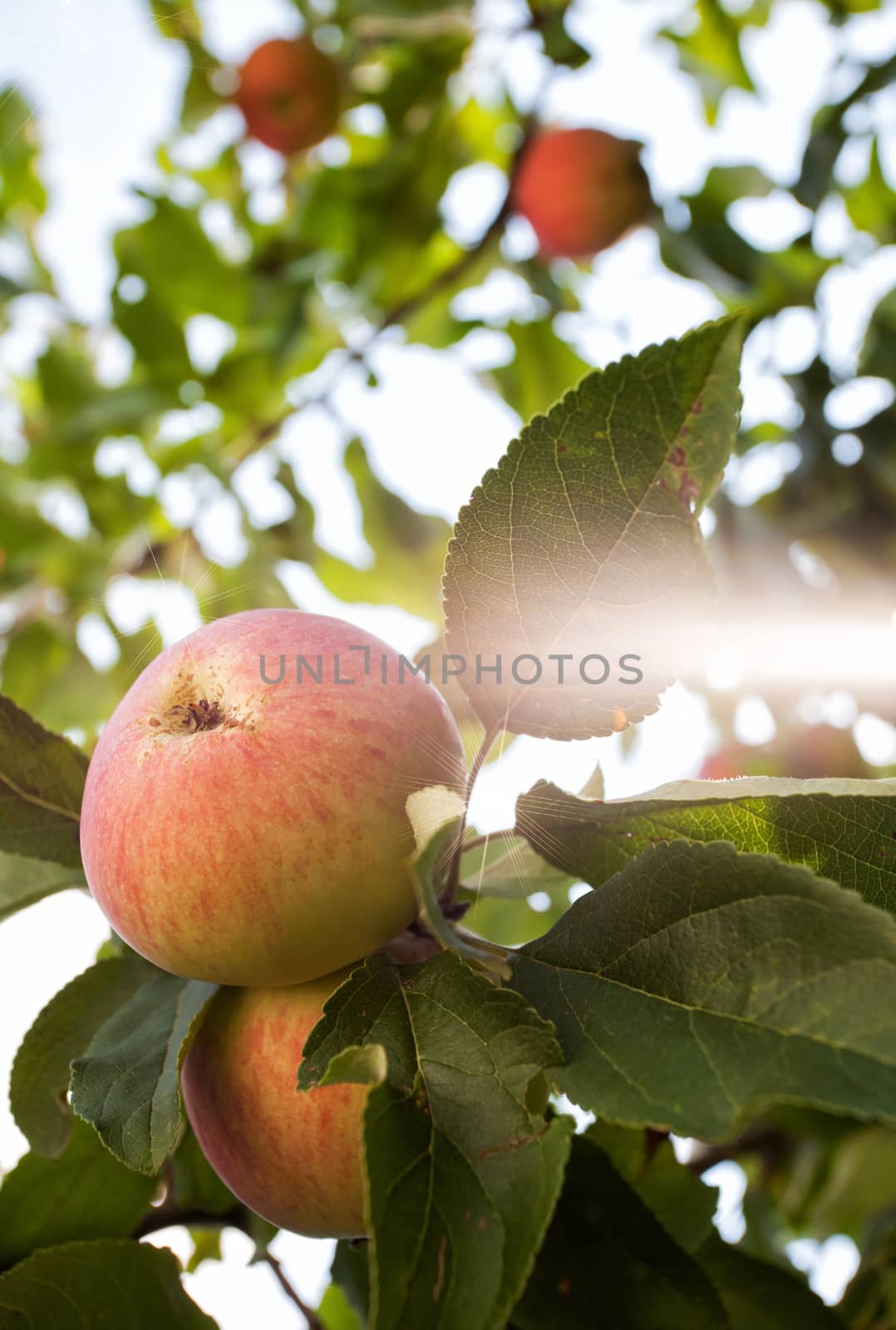 Ripe apples hanging on an aple tree