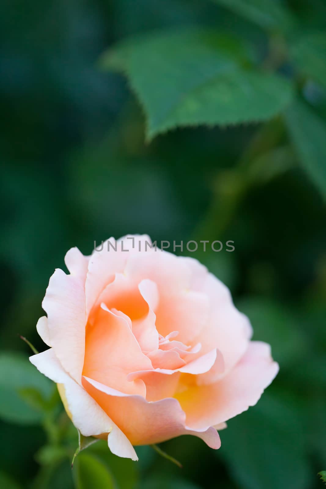 One pink rose flower bloom in the summer garden