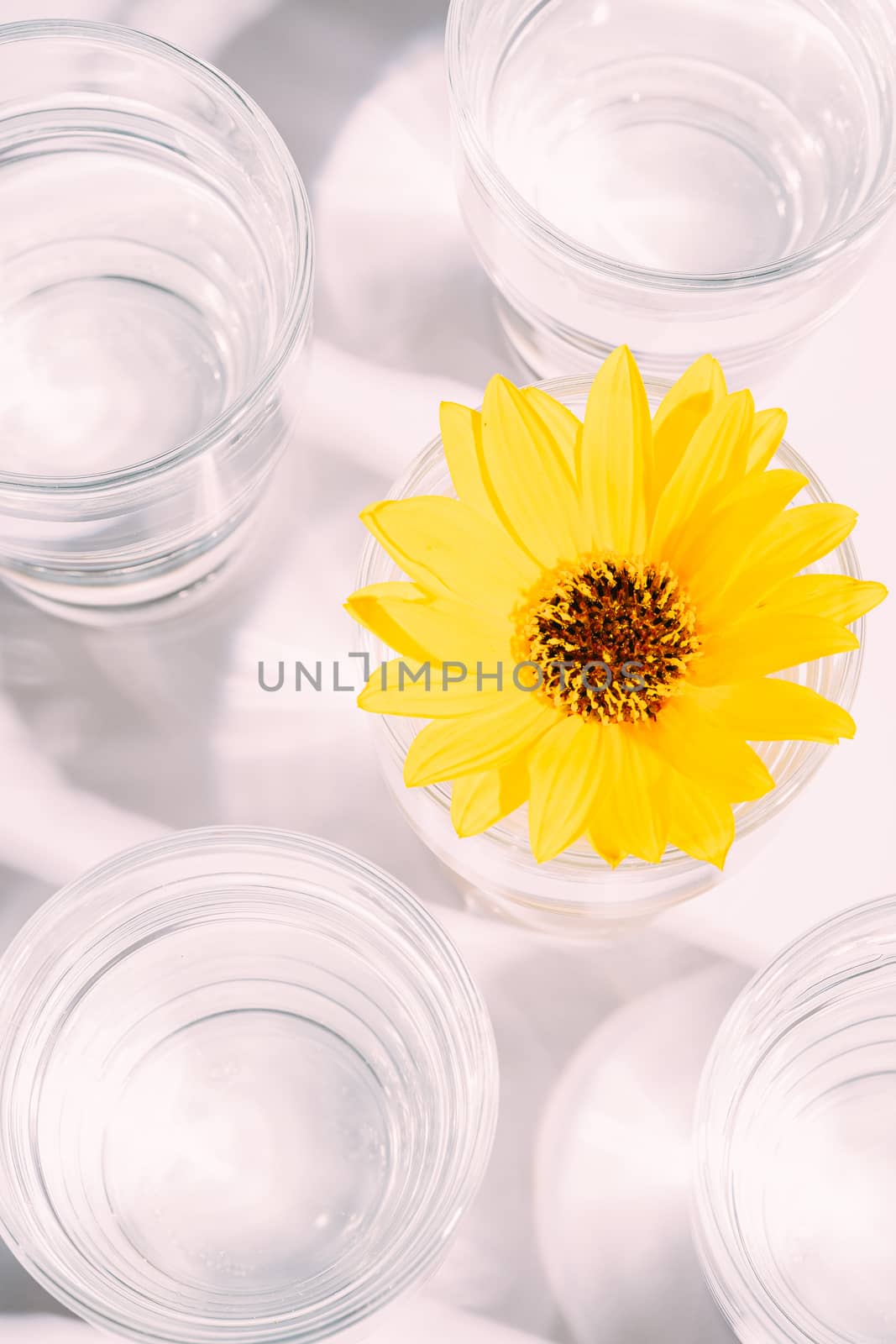 Fresh clear water drink with yellow flower in glass on white background, hard light creative composition, top view