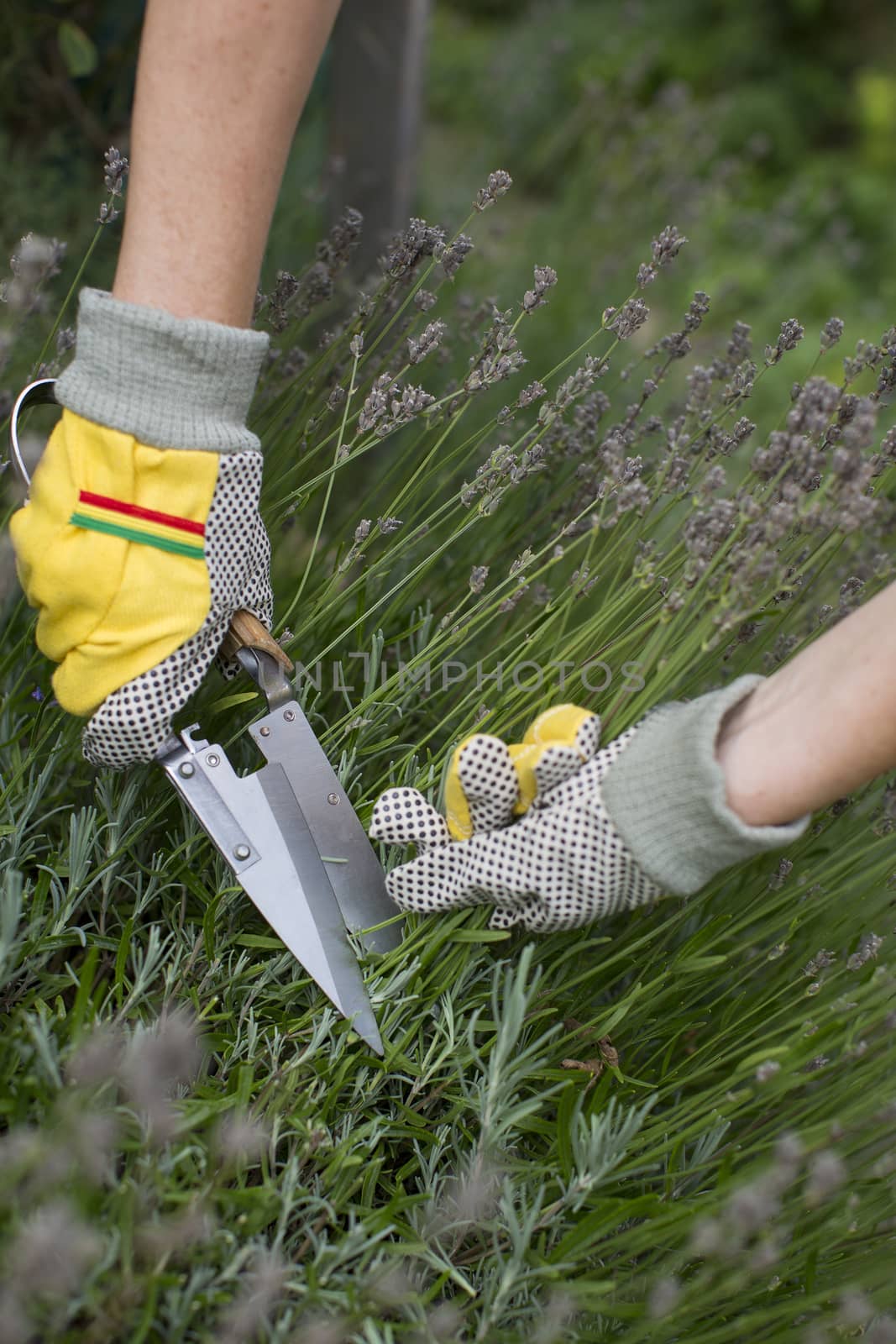 Pruning and shaping a lavender bush in the garden with gloves and pruning shears