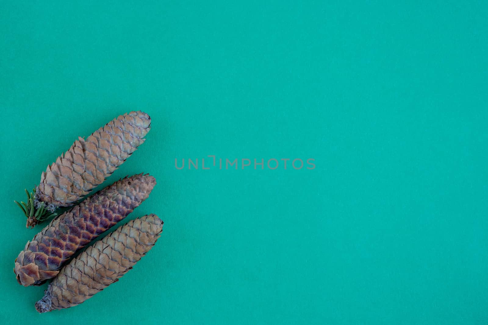 Three pine cones lie on a green background. The concept of the New year and Christmas.