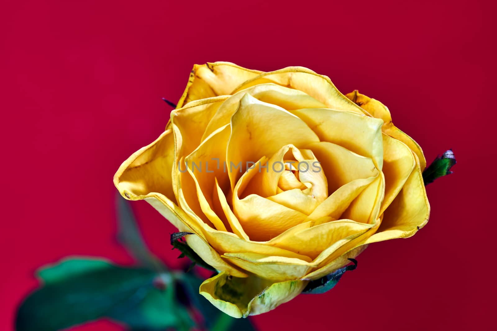 Beautiful blooming yellow rose on a red background  in the studio