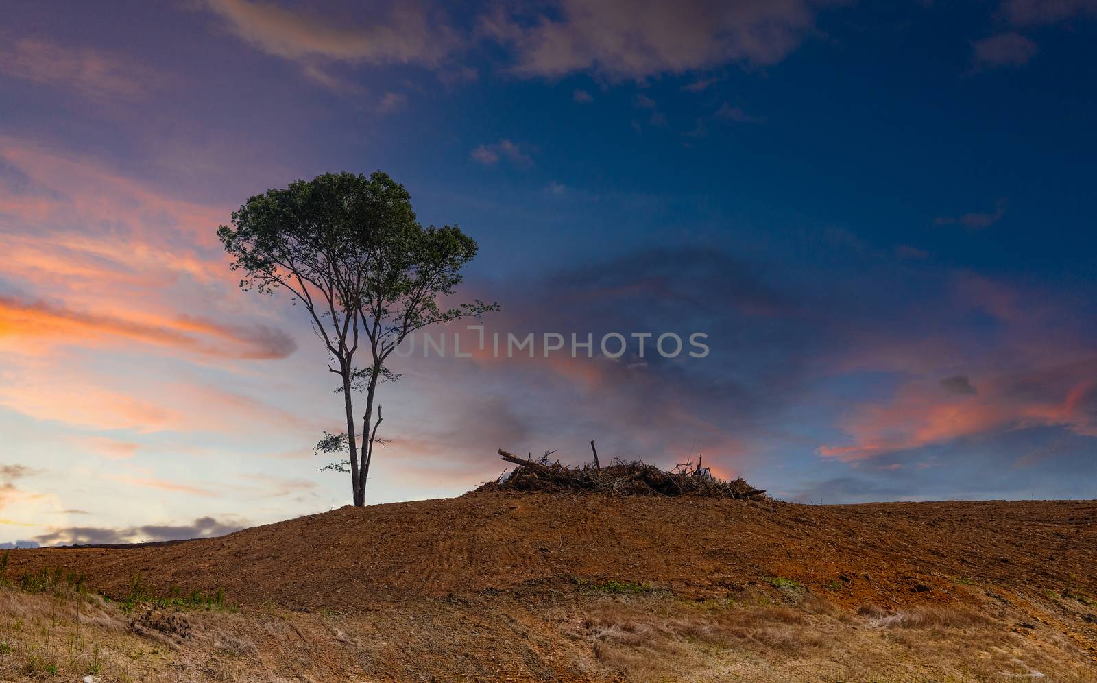 Lone Tree on a Bare Hill at Dusk by dbvirago
