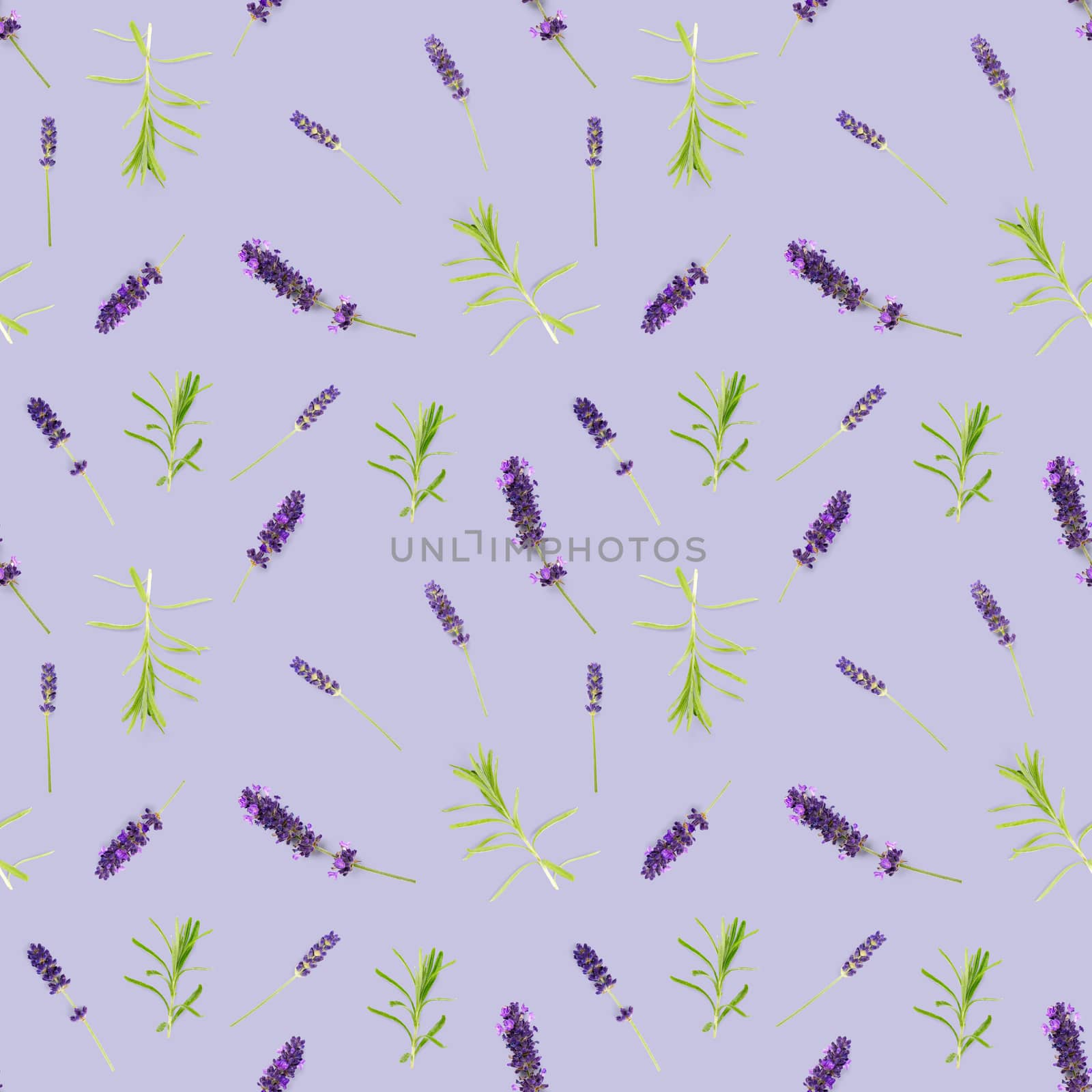 seamless pattern made from lavender flowers isolated on violet. fresh lavendel blossoms background. floral pattern.