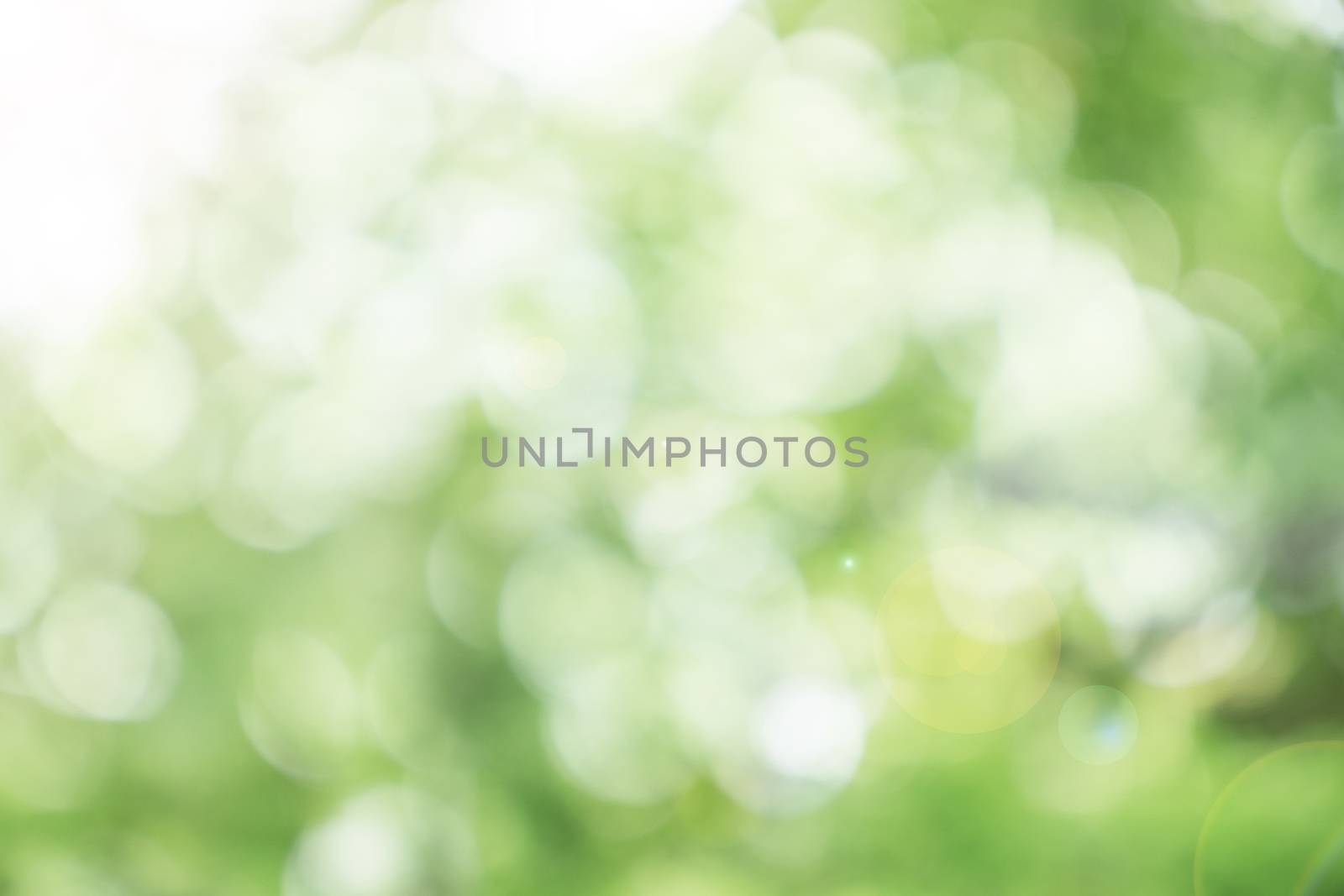 Abstract blurred defocus natural green bokeh background, Soft natural bokeh style For aesthetic creative design