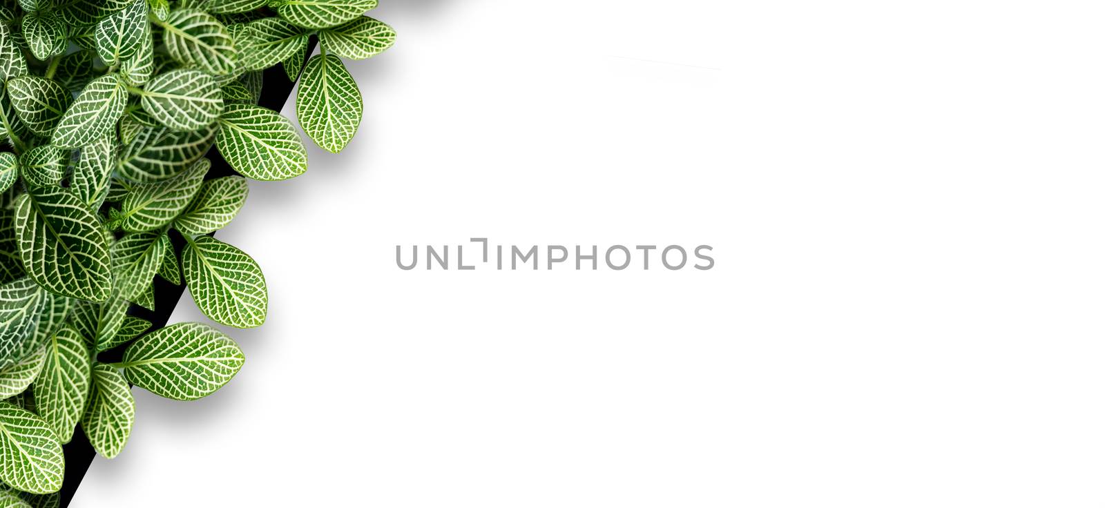 Nerve plant Fittonia verschaffeltii leaves. On a white background paper by sarayut_thaneerat