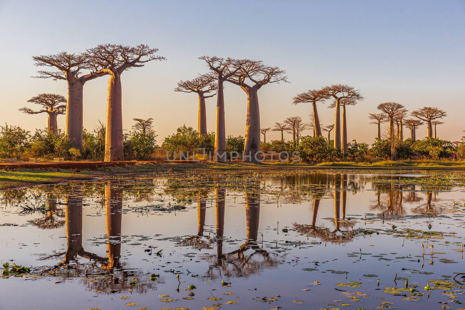 Beautiful Baobab trees at sunset at the avenue of the baobabs in Madagascar by COffe