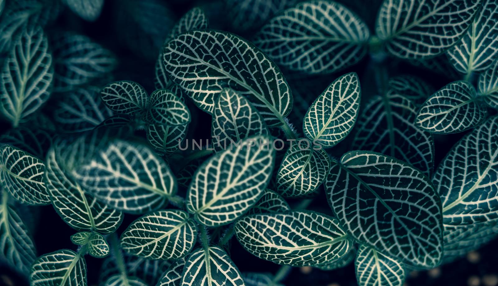 Fittonia albivenis Background White stripes leaf background blue background by sarayut_thaneerat