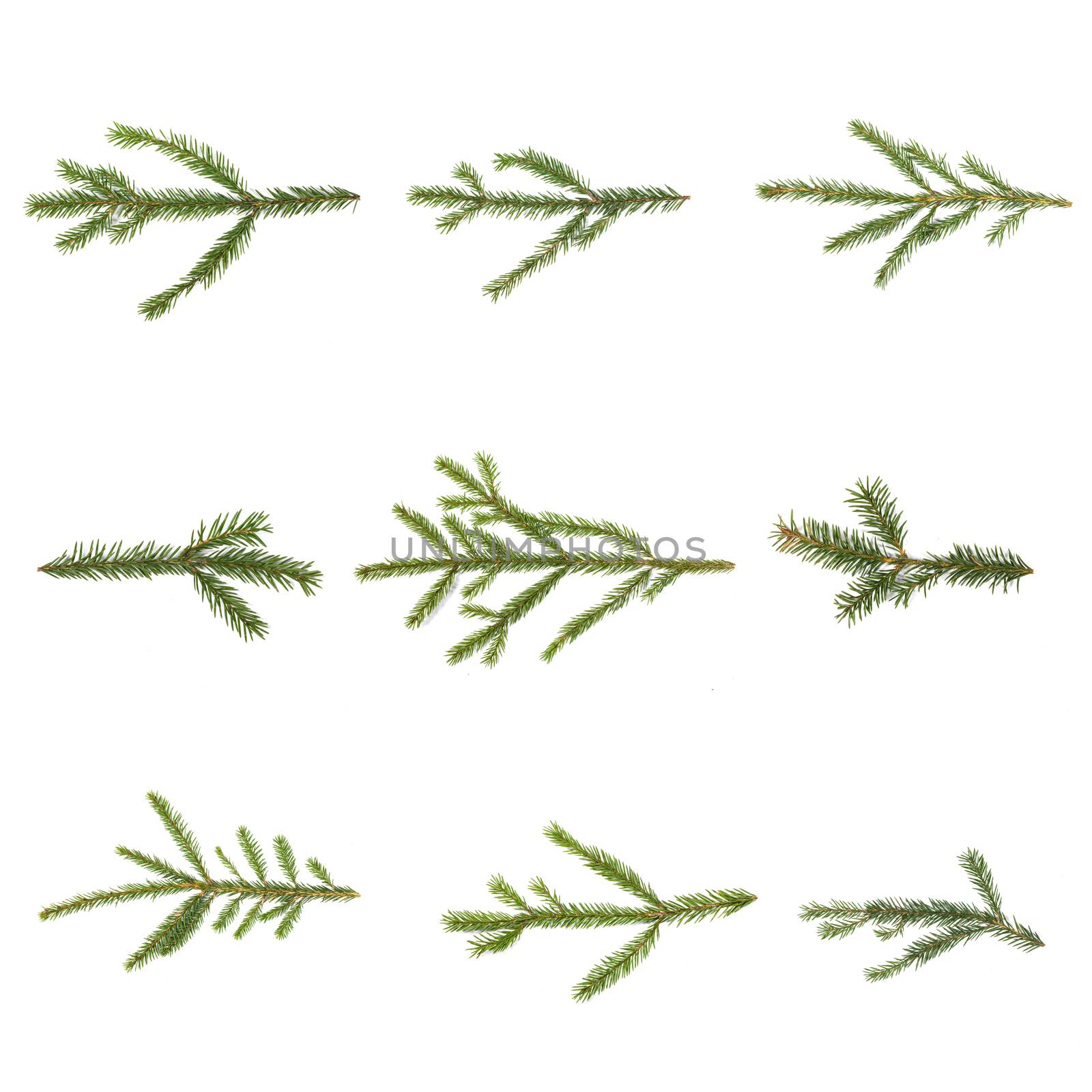 Evergreen christmas fir pine tree branch set on white for design