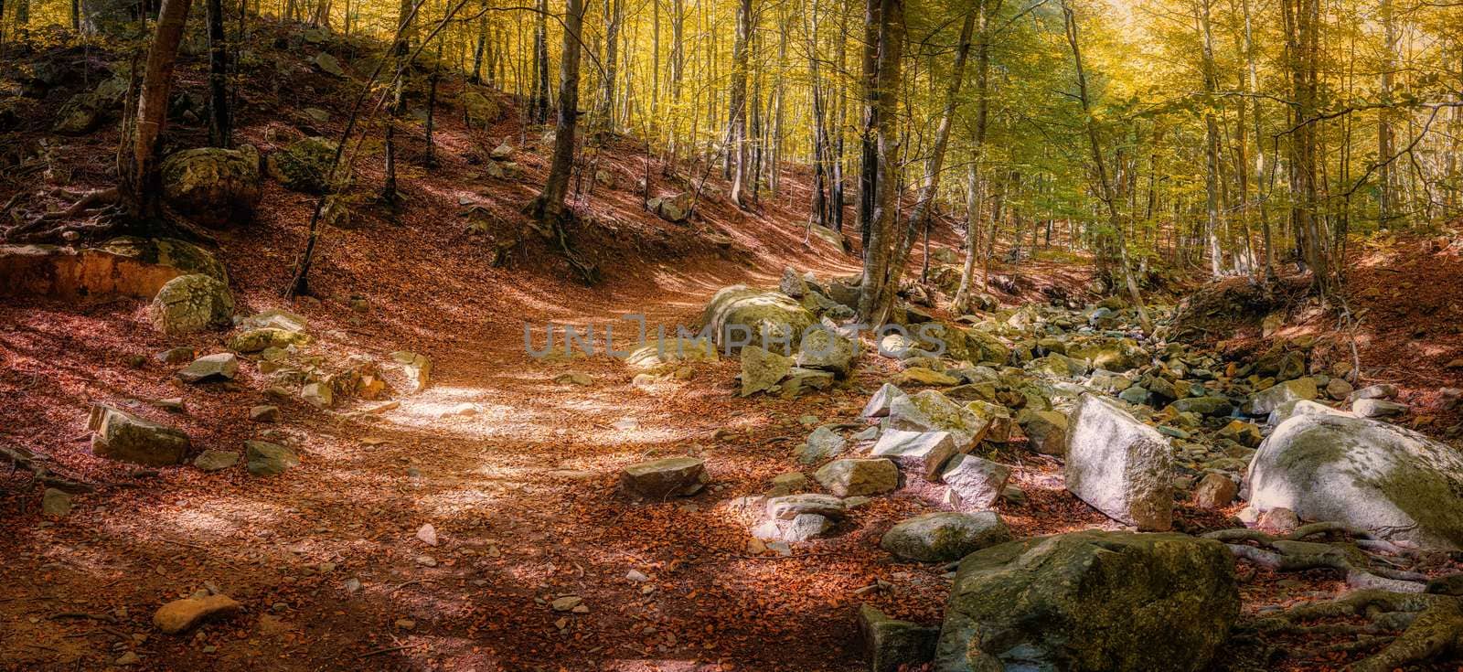 Colorful beech forest in autumnal in mountain Montseny by Digoarpi