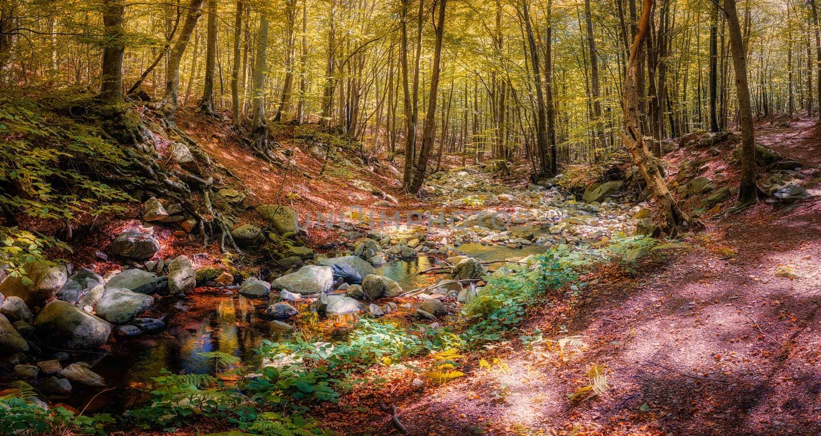 Colorful beech forest in autumnal in mountain Montseny by Digoarpi