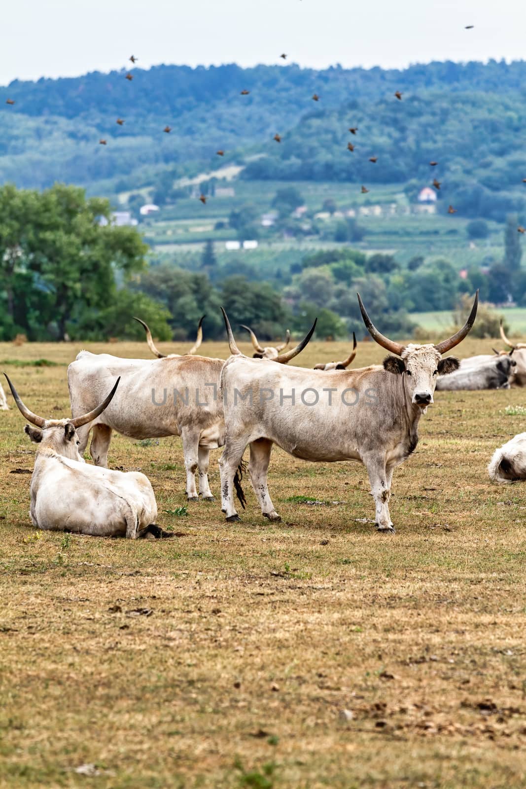 Hungarian grey cattle heard on the field by Digoarpi
