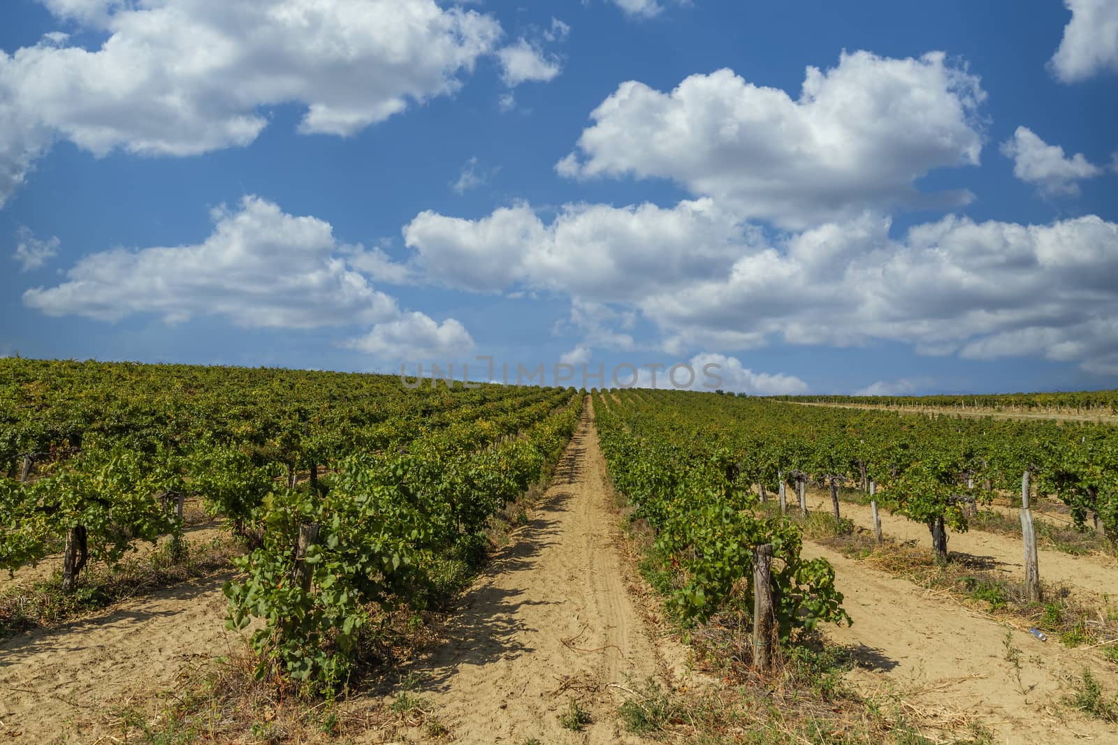 Beautiful grapevine rows in Austria in a sunny day by Digoarpi