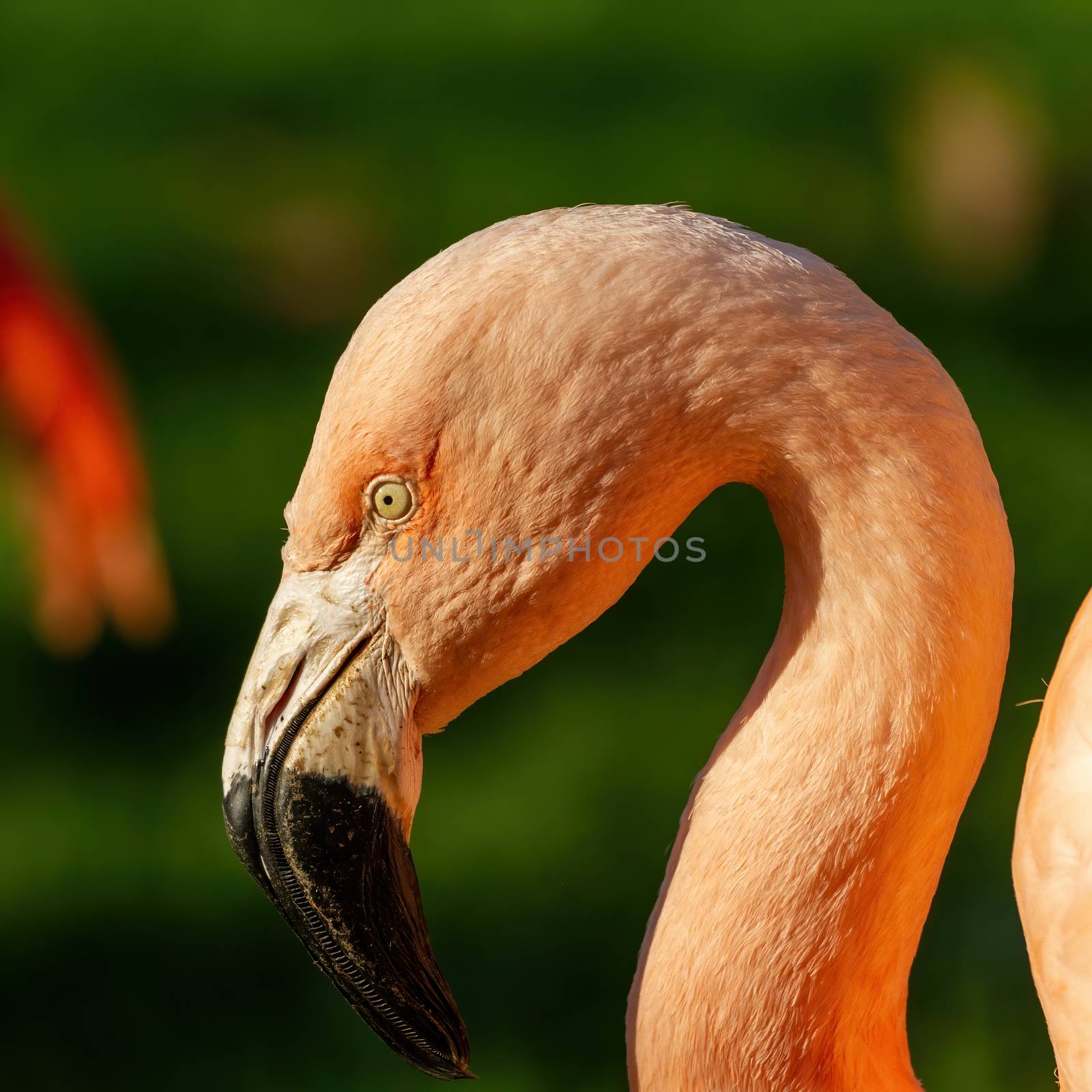 Close up picture of beautiful colorful orange flamingo by Digoarpi