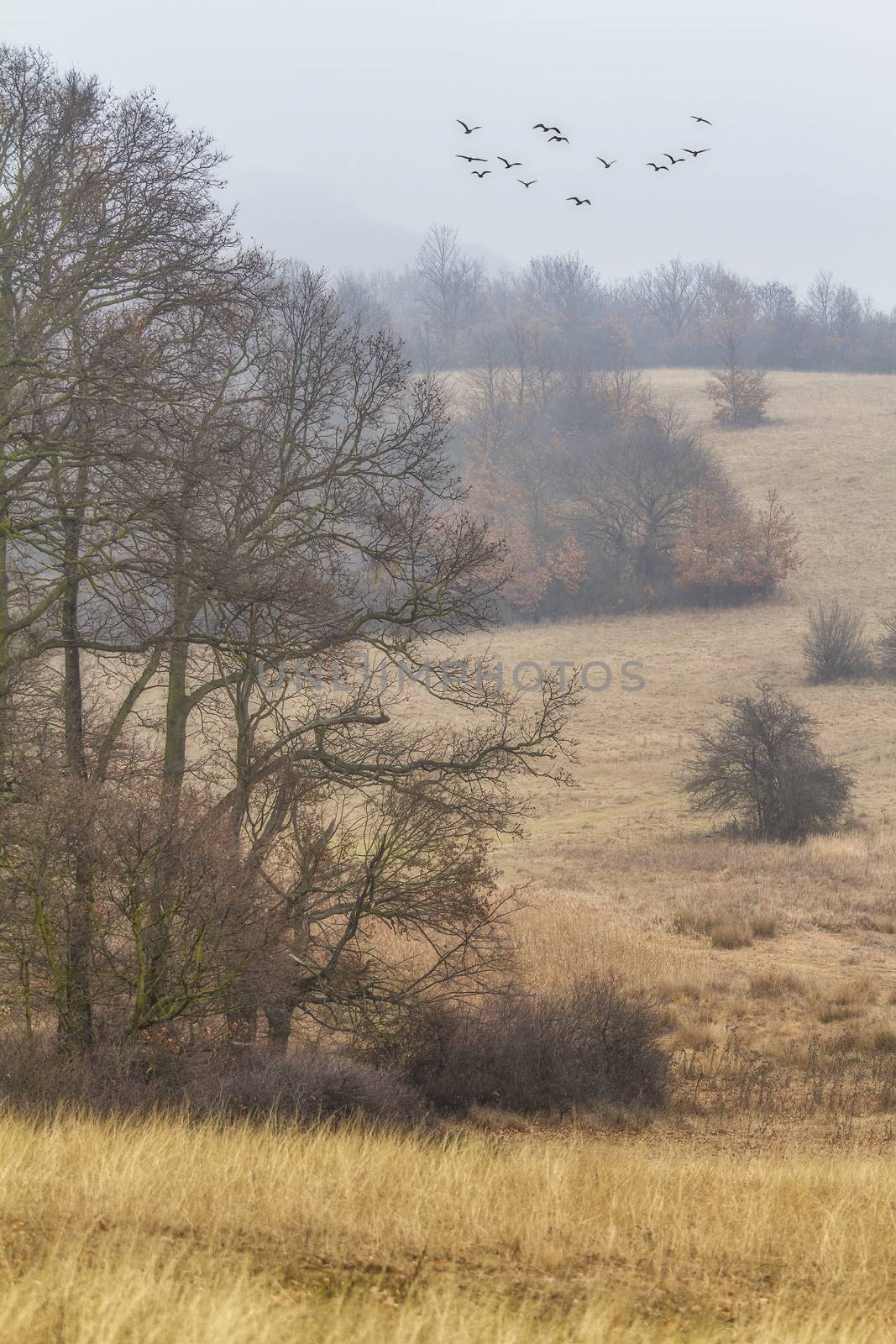 Autumn oak forest landscape in a foggy day by Digoarpi