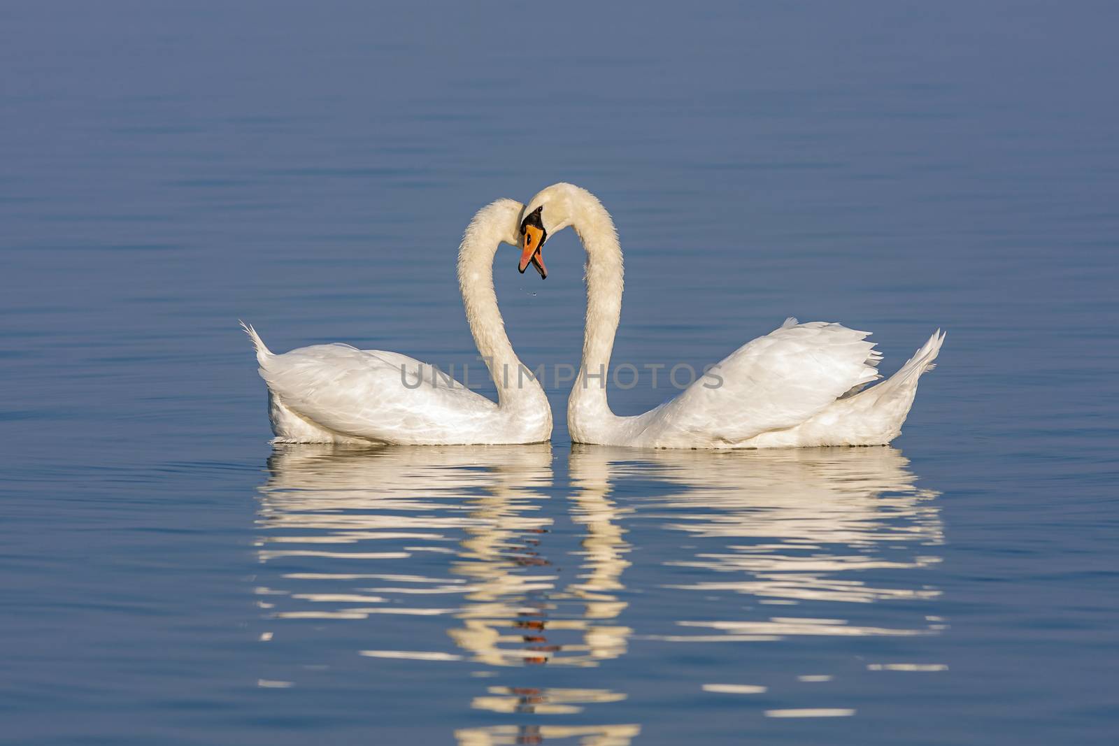 Mute Swans displaying courting rituals by Digoarpi