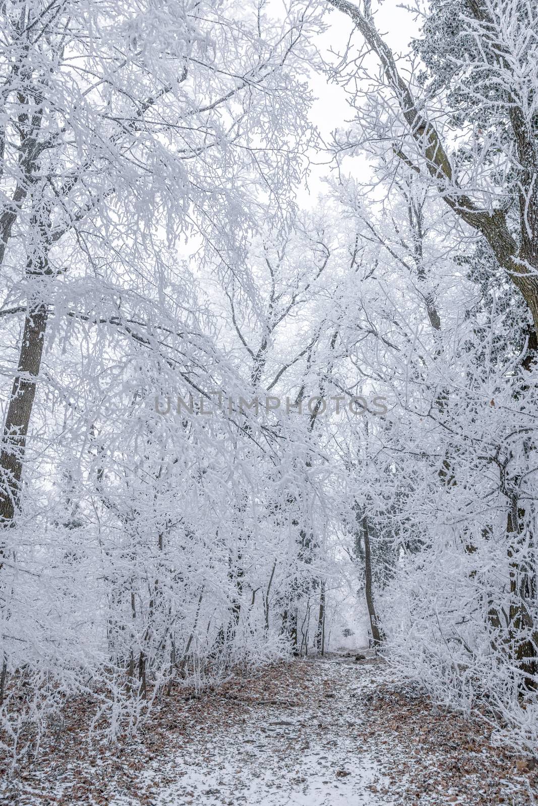 White winter forest in a cold winter day.