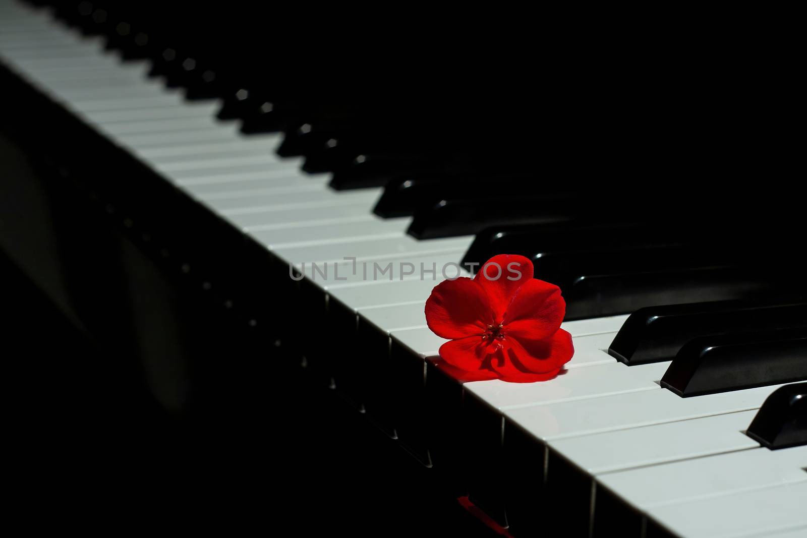 Piano with a red geranium flower Piano with a red geranium flower