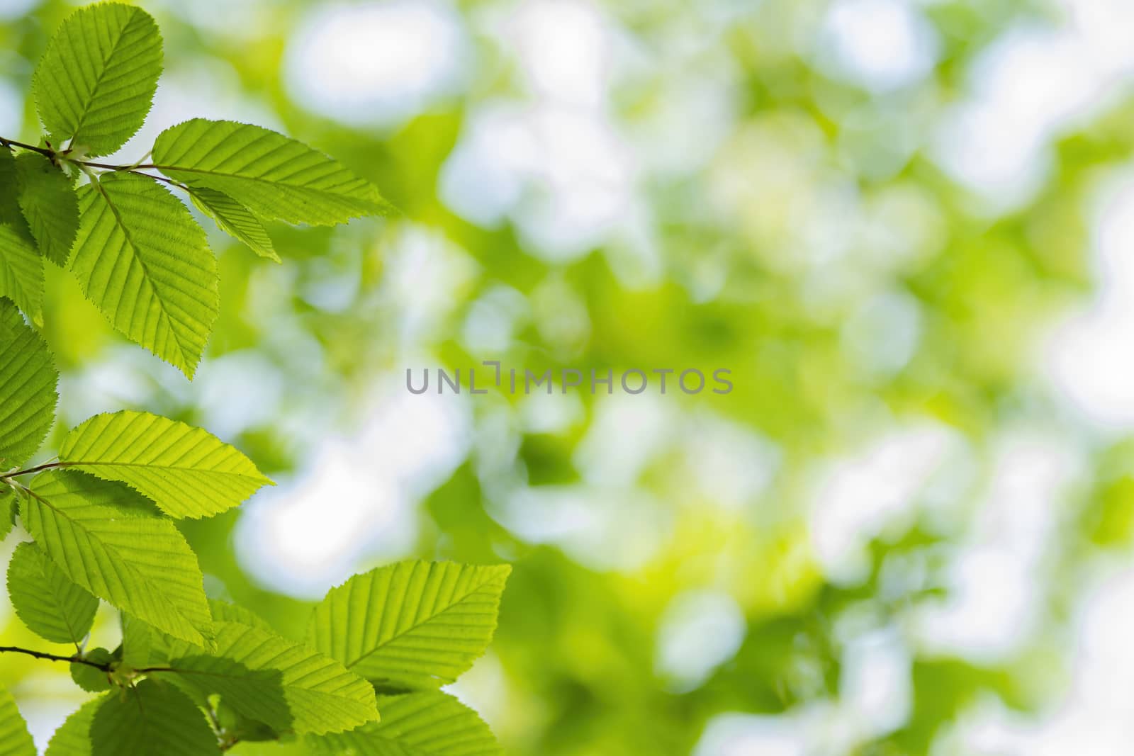 Close up of hornbeam leaves at spring by Digoarpi