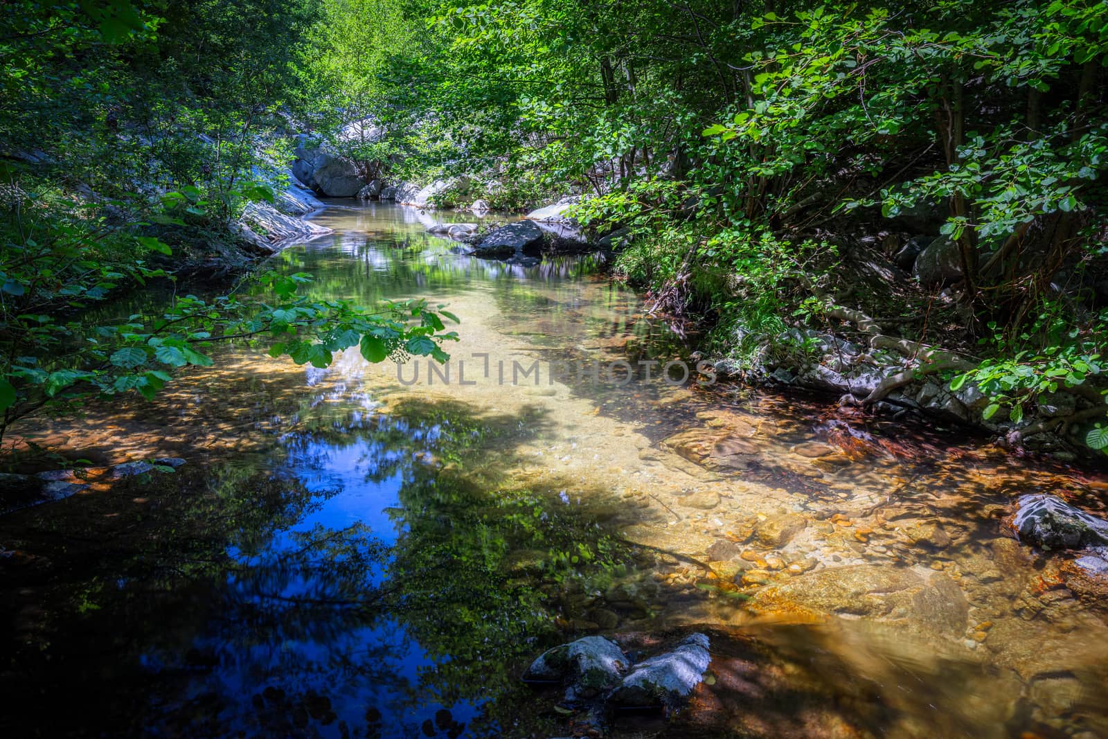Small transparent creek in a sunny day in the forest by Digoarpi