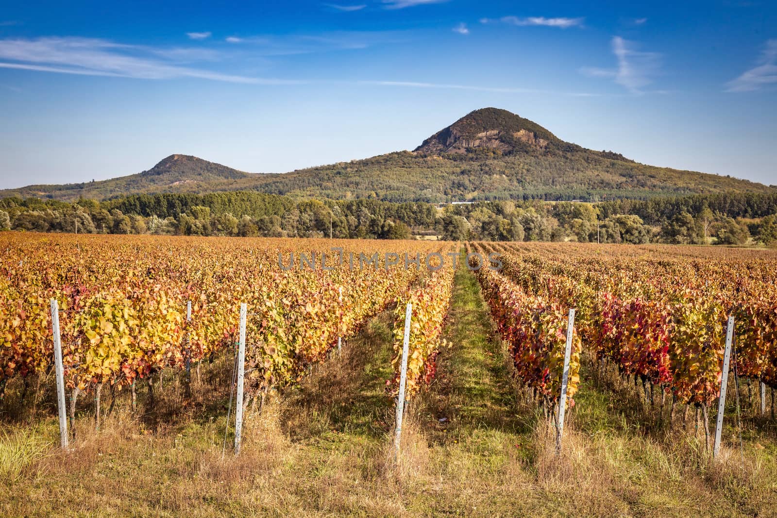 Panoramic landscape of vineyards.Viticulture from Hungary, near lake Balaton. by Digoarpi