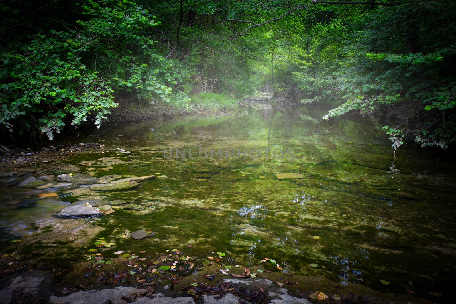 Small forest creek with fog