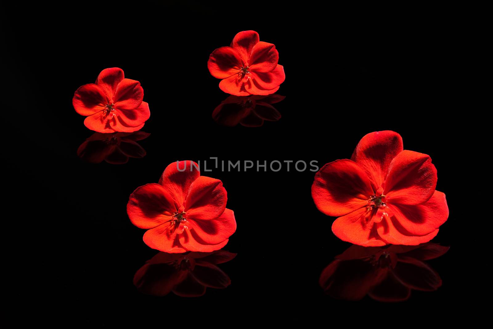 Red flowers on the black surface with reflections