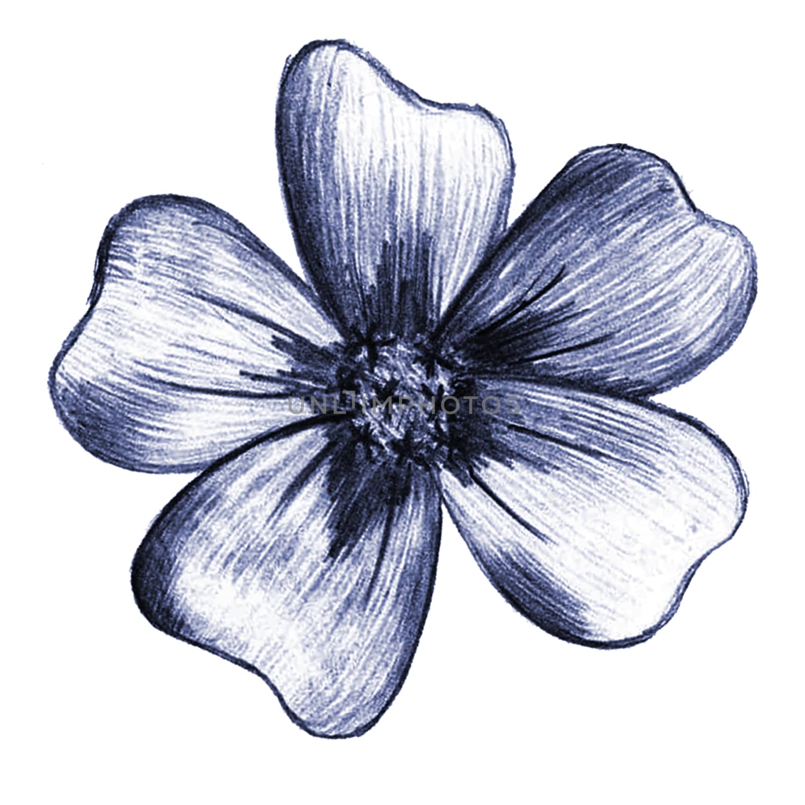 Blue Hand-Drawn Isolated Flower. Thin-leaved Marigolds Sketch. by Rina_Dozornaya