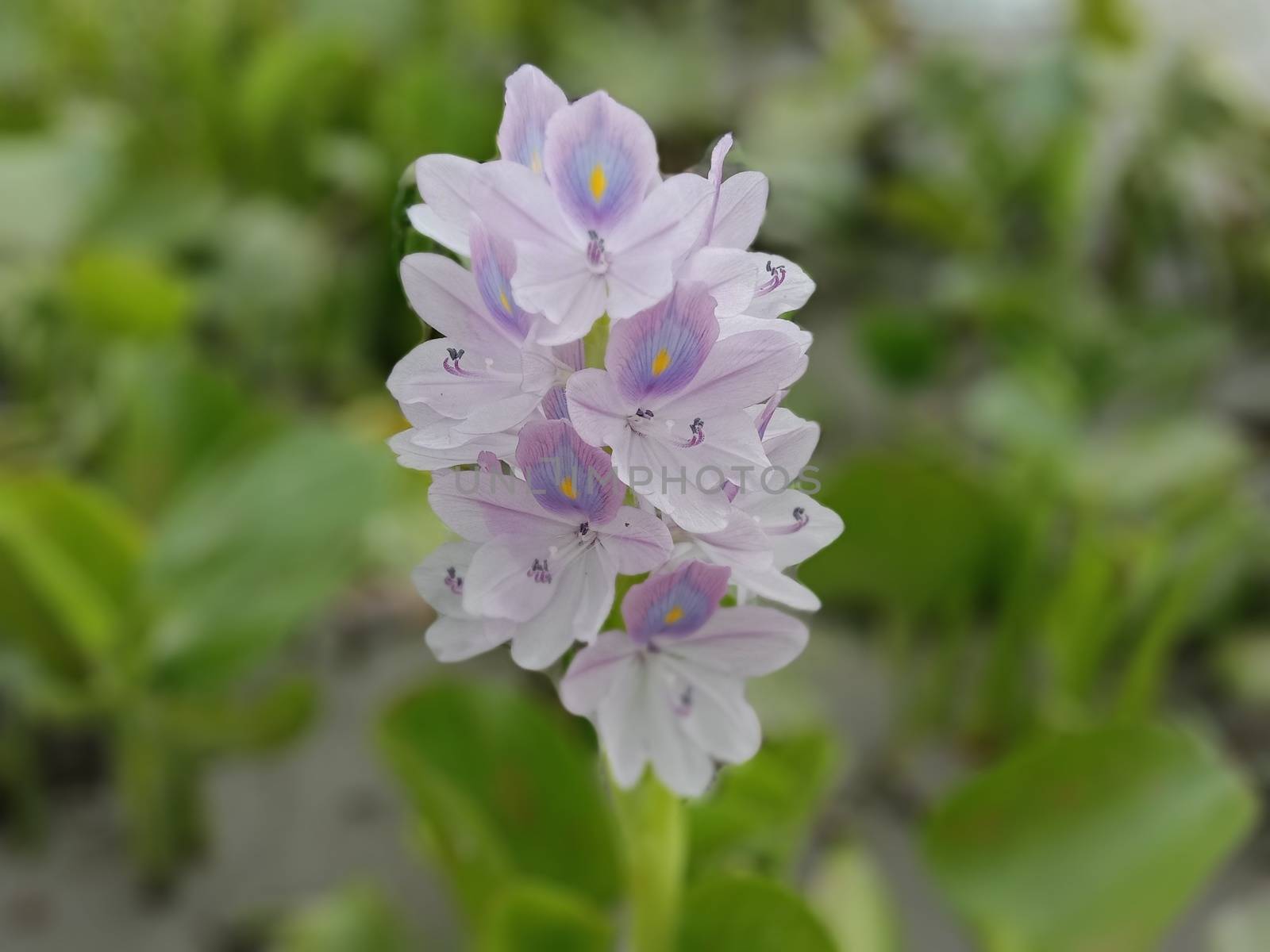 pink colored beautiful flower with green leaf