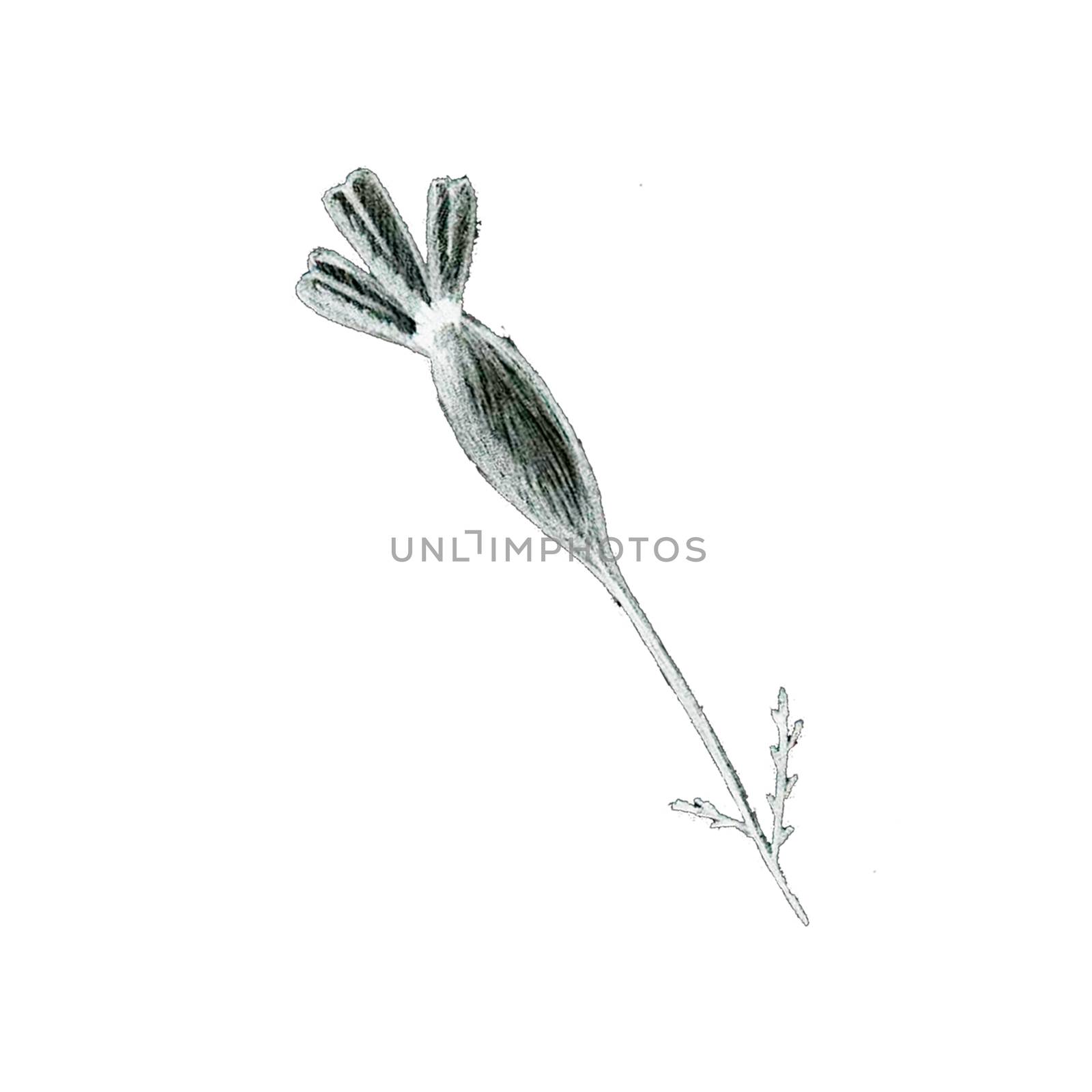 Black and White Hand-Drawn Flower. Thin-leaved Marigolds Sketch. by Rina_Dozornaya