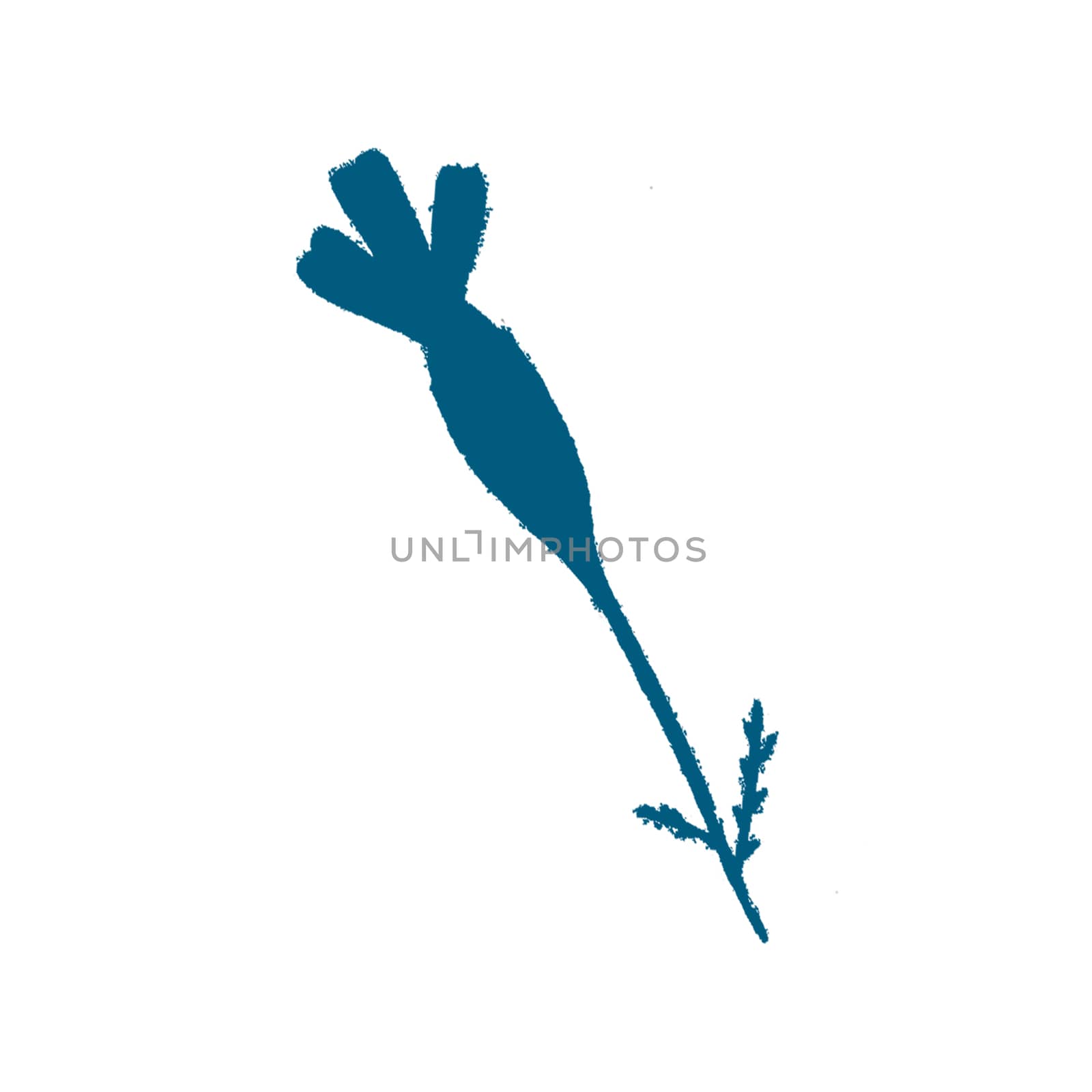 Blue Hand-Drawn Isolated Flower Silhouette. Monochrome Botanical Plant Illustration in Sketch Style. Thin-leaved Marigolds for Print, Tattoo, Design, Holiday, Wedding and Birthday Card.
