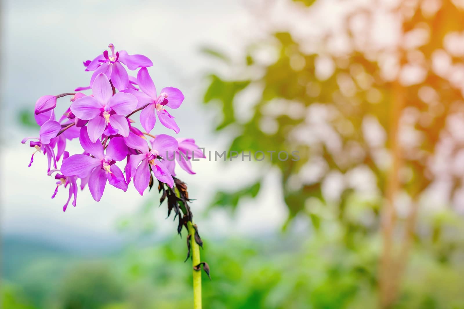 Beautiful purple color of orchid flowers in the garden.