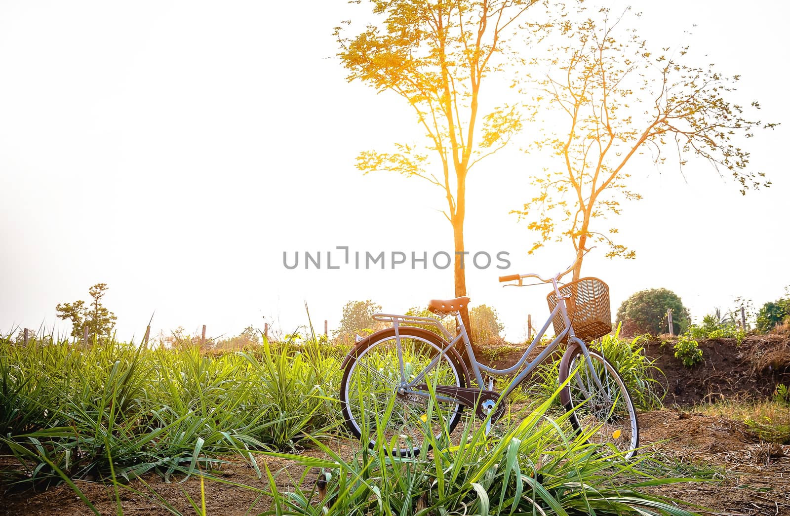 Beautiful vintage bicycle in the field. by wattanaphob