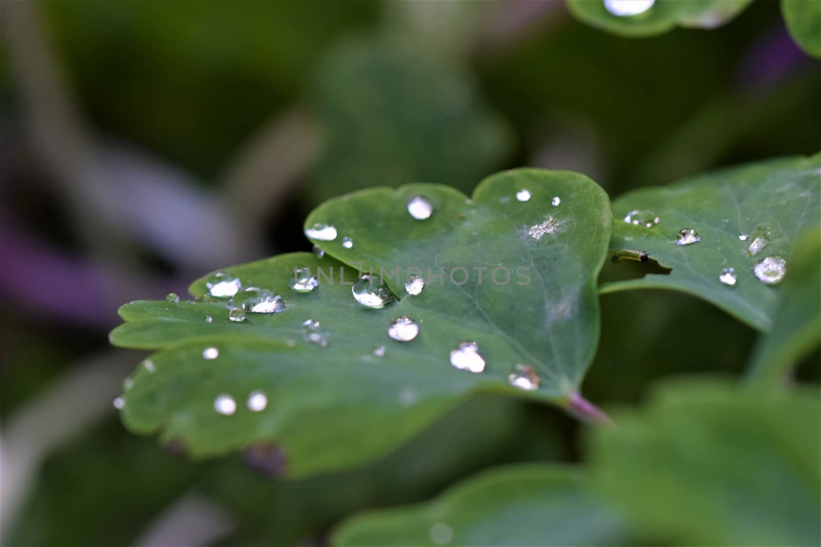 Dew drops on green leaf as a close up