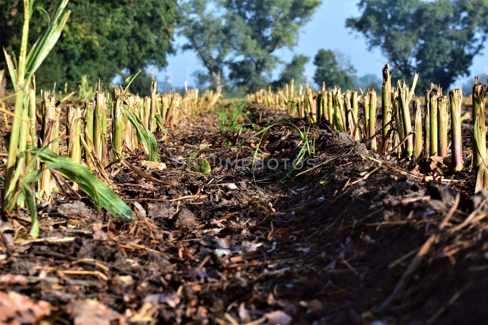 Harvested corn field as a close up with trees in the background