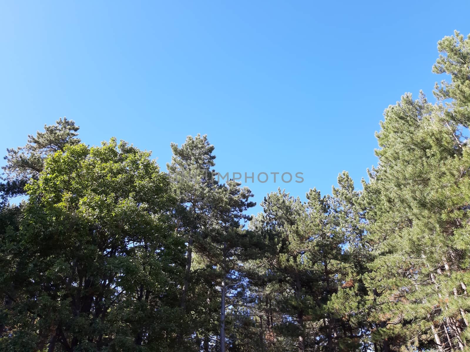 Liguria, Italy – 10/05/2019: An amazing caption of old and tall trees in a village near Genova in autumn without leaves and some flowers, blue and clear skt in the background.