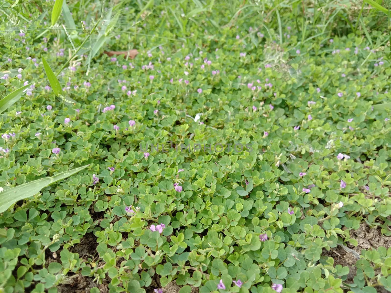 green colored grass coloseup with nature