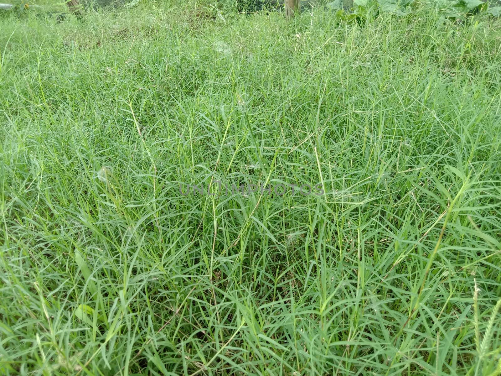 green colored grass coloseup with nature