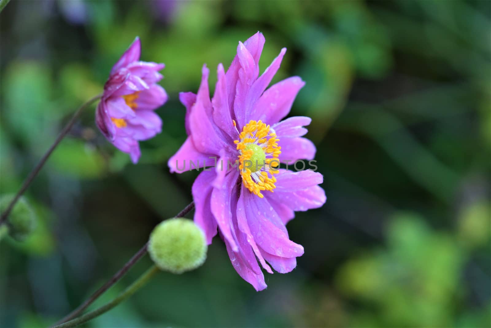 Closeup of the pistil of an autumn anemone