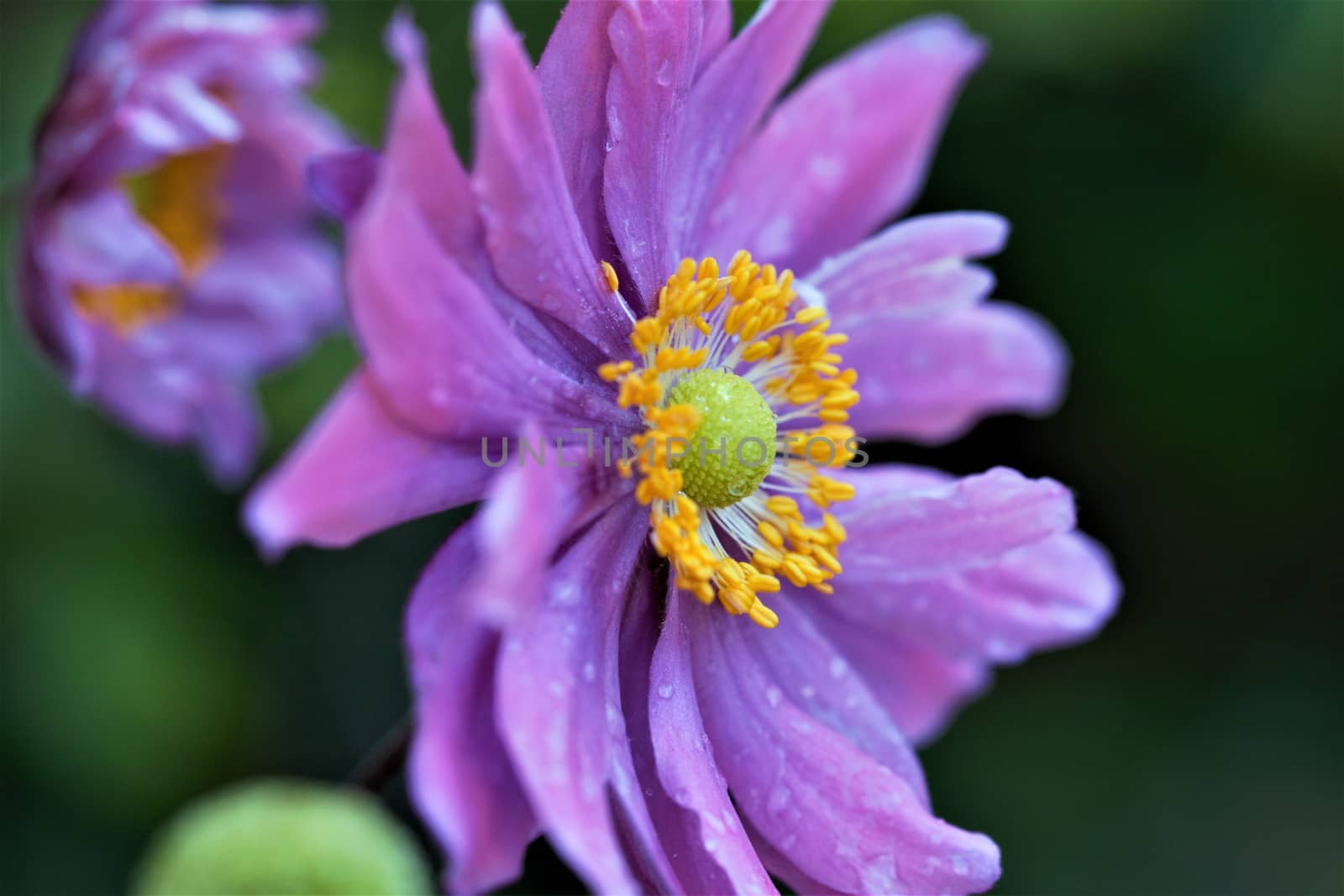 Closeup of an autumn anemone flower