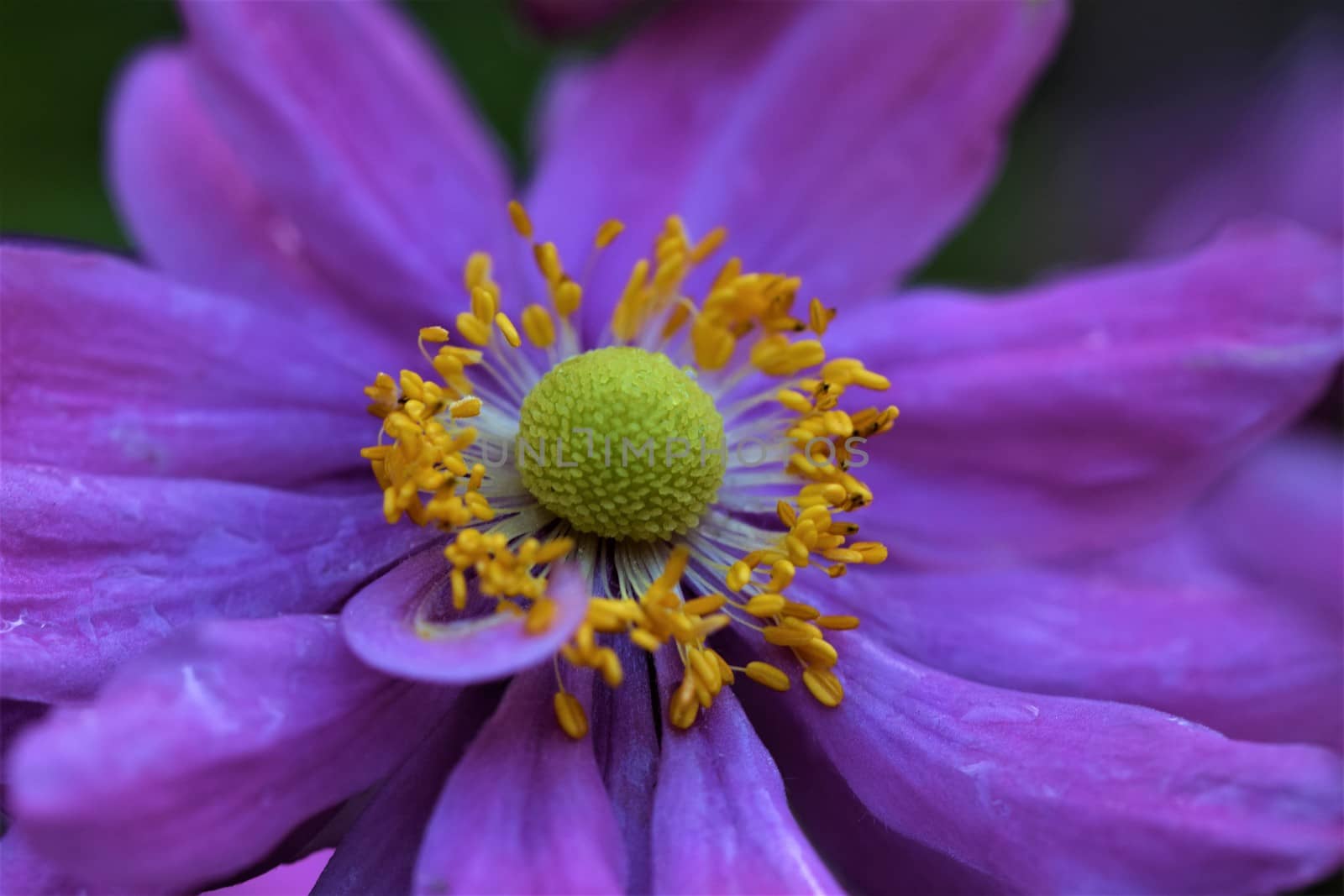 Closeup of an autumn anemone flower