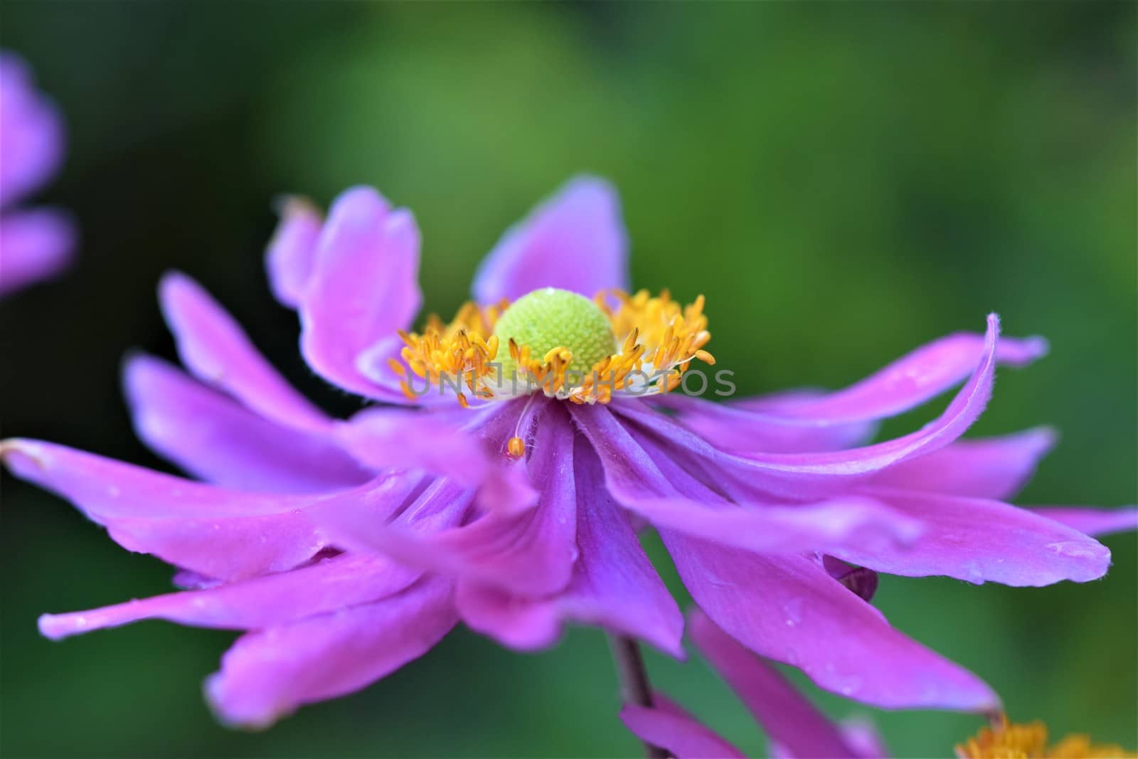 Closeup of an autumn anemone flower