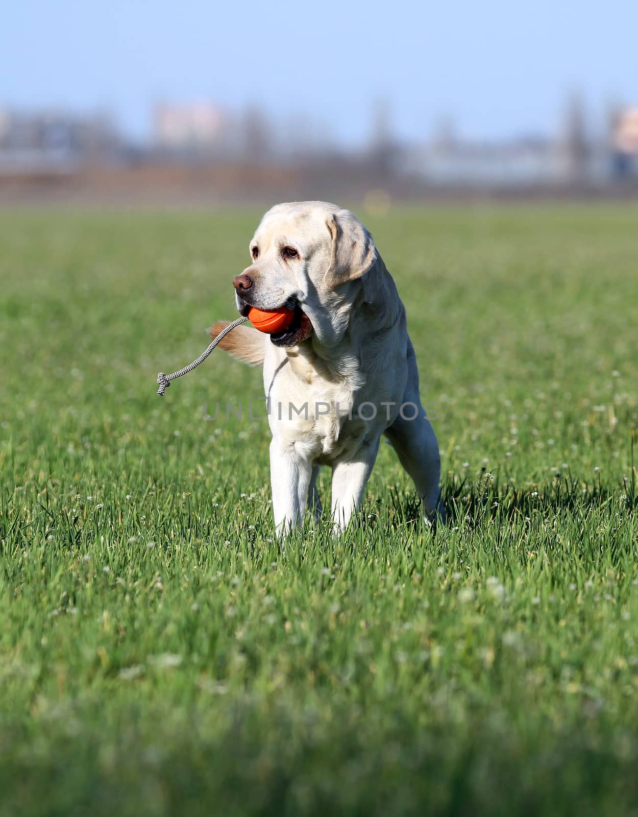 a sweet yellow labrador playing in the park