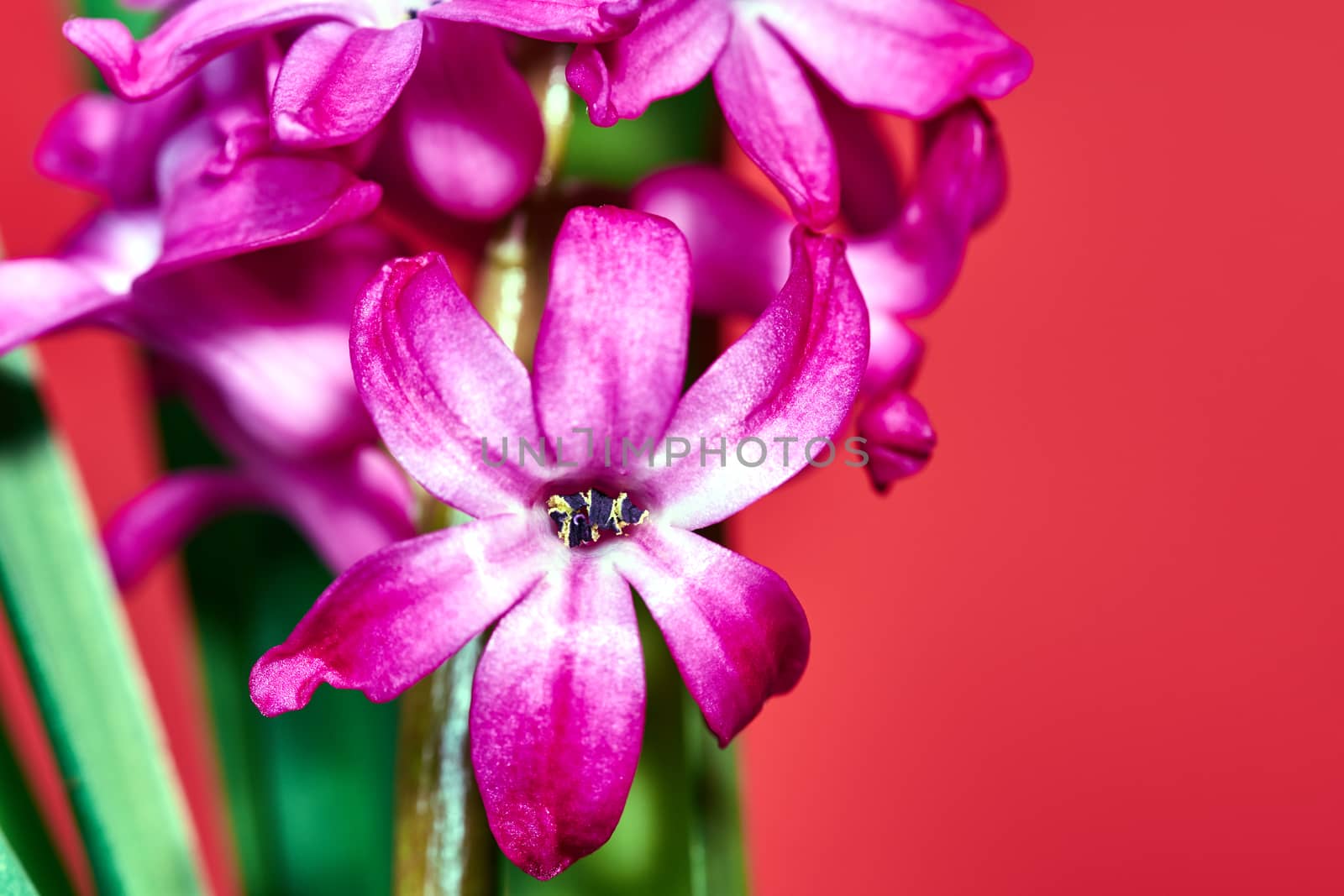 Detail of blooming purple hyacinth flower on a red background