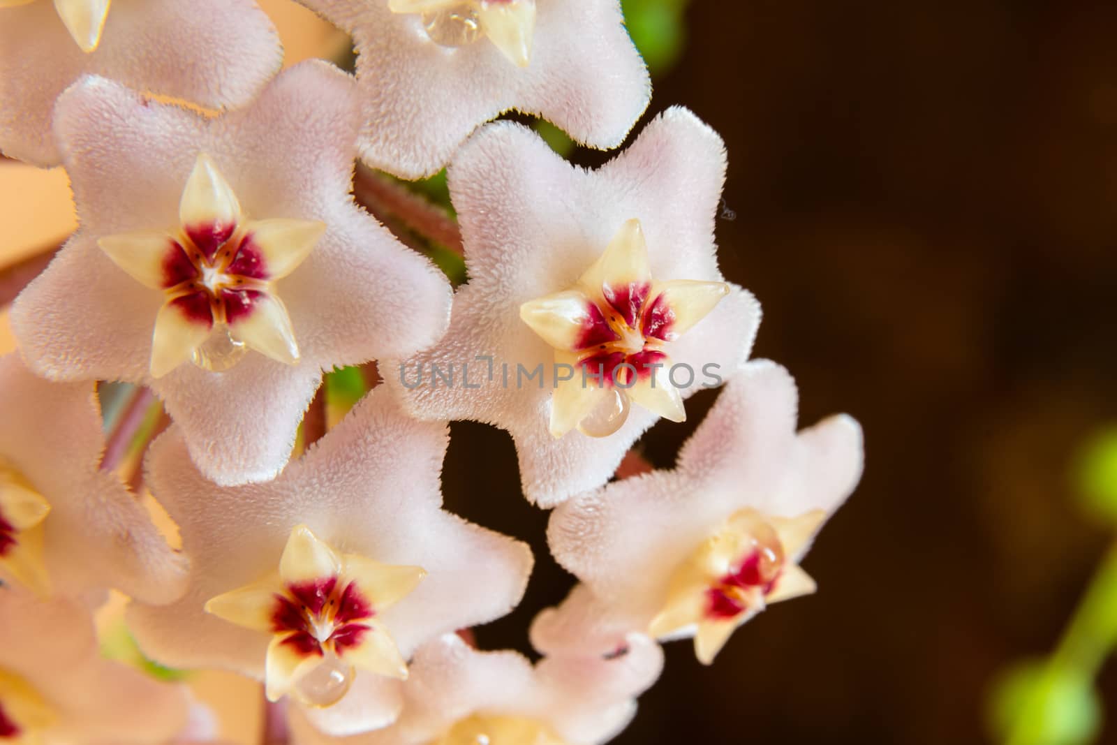 Close up of Hoya Carnosa or Waxplant Flower